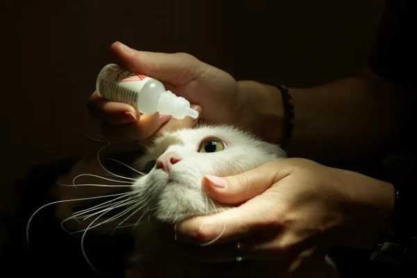 Ринотрахеит у кошек