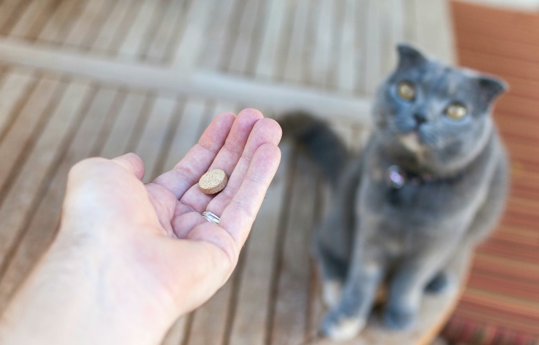 Как дать кошке таблетку