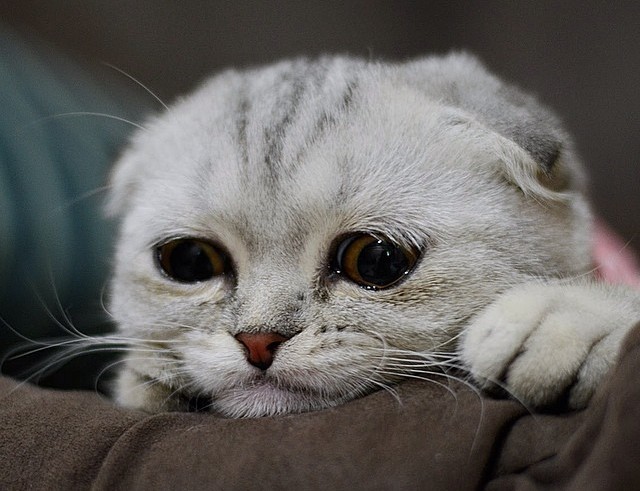 Дронтал для кошек