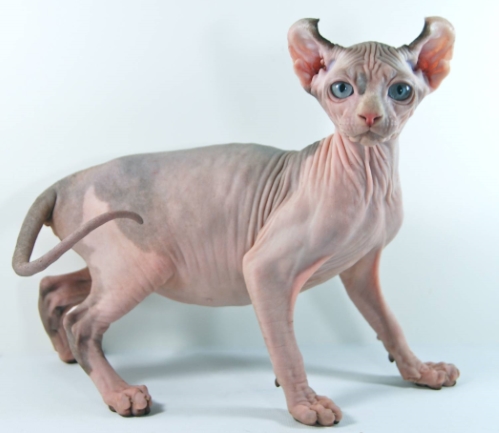 Самые дорогие кошки