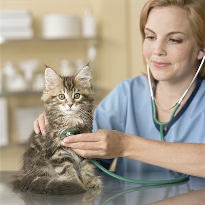 Кальцивироз у кошек