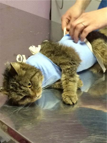 Сколько кошки отходят от наркоза