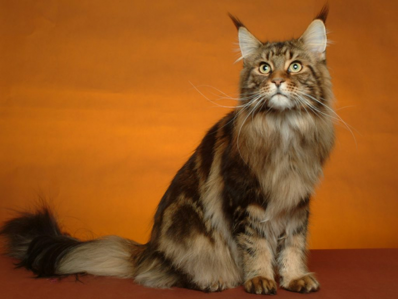 Кошки с большими ушами