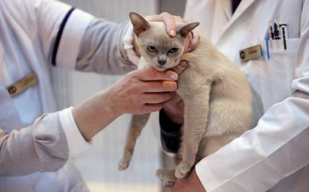 Бешенство у кошек