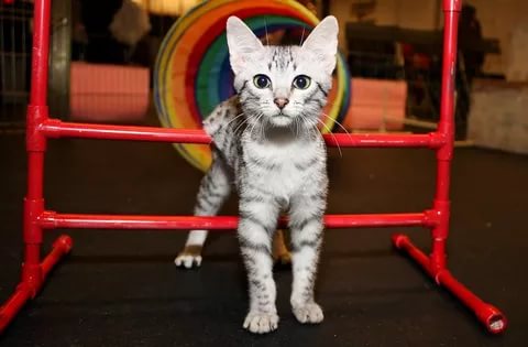 Египетская мау