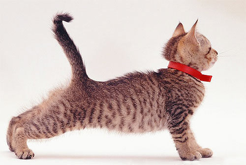 Дерматит у кошки