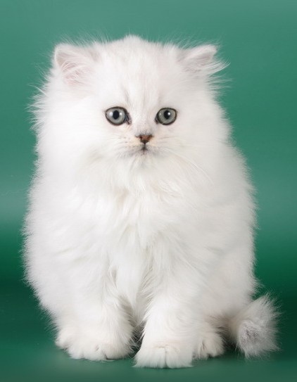 Имя для кошки