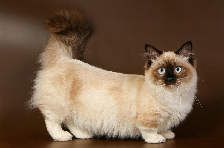 Манчкин &ndash; кошка с короткими лапами