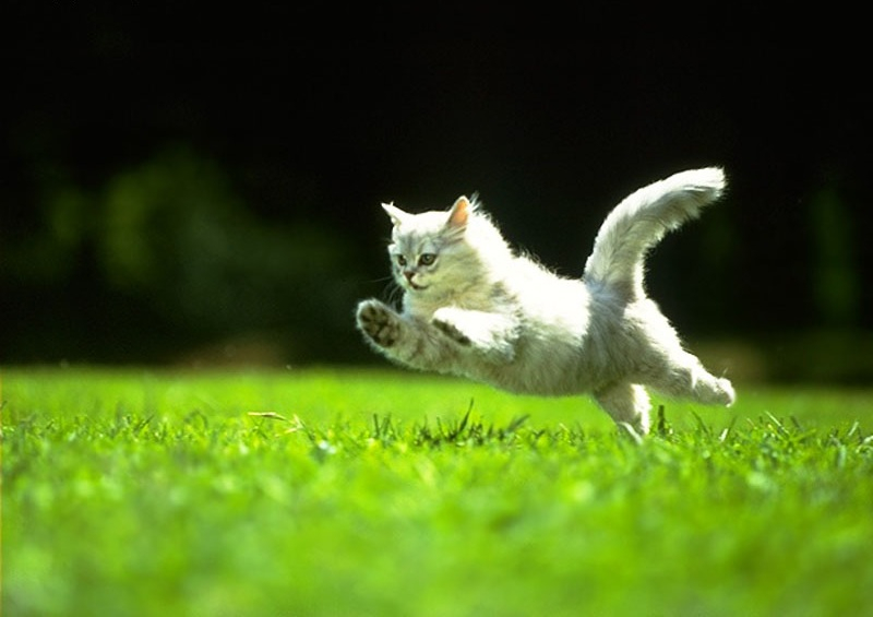 Грандорф для кошек