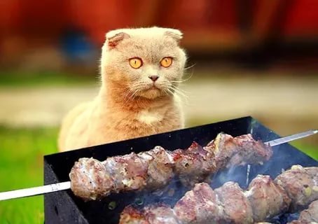 Акне у кошек