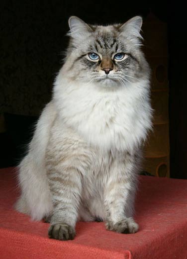 Невская маскарадная кошка