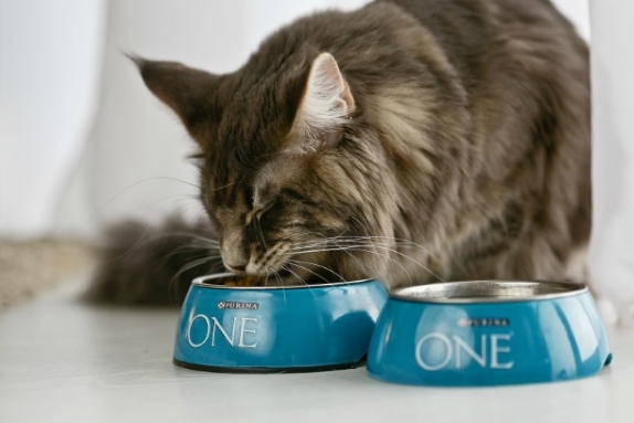 Корм Пурина для кошек