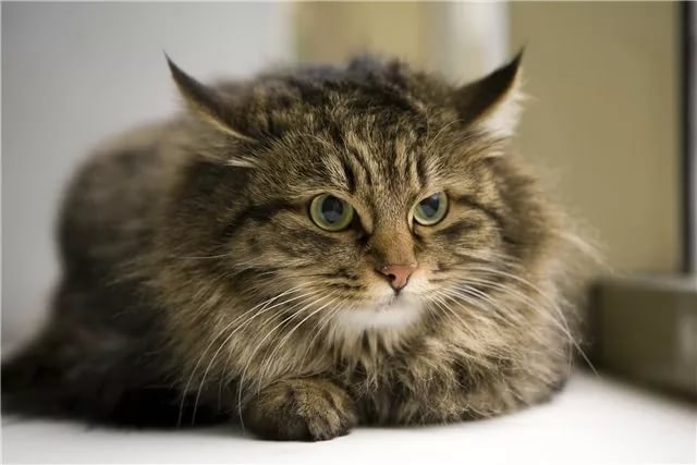 Самые умные кошки