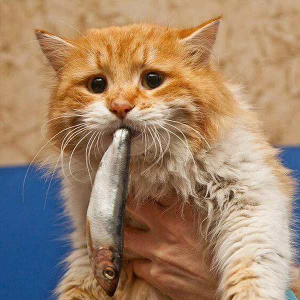 Почечная недостаточность у кошек