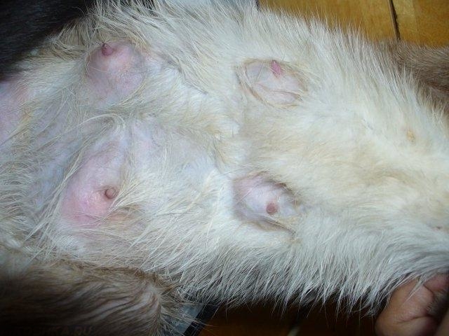 Мастит у кошки