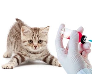 Инактивированные вакцины для кошек