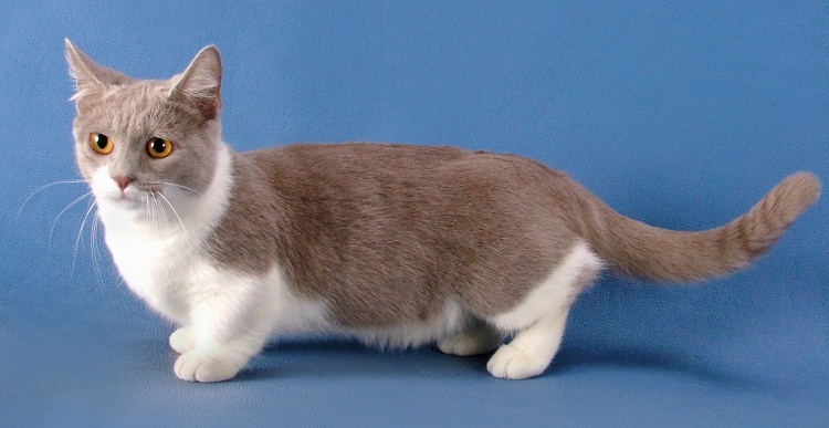 Самые маленькие кошки