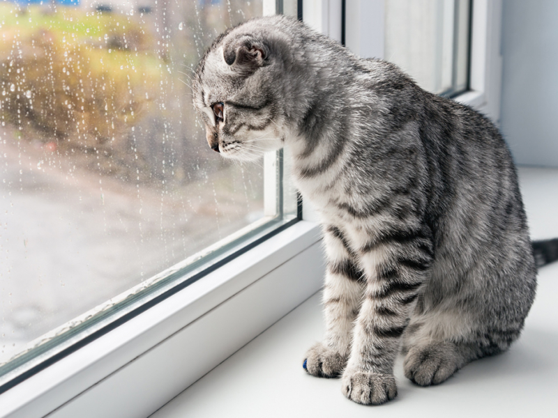 Как видят кошки