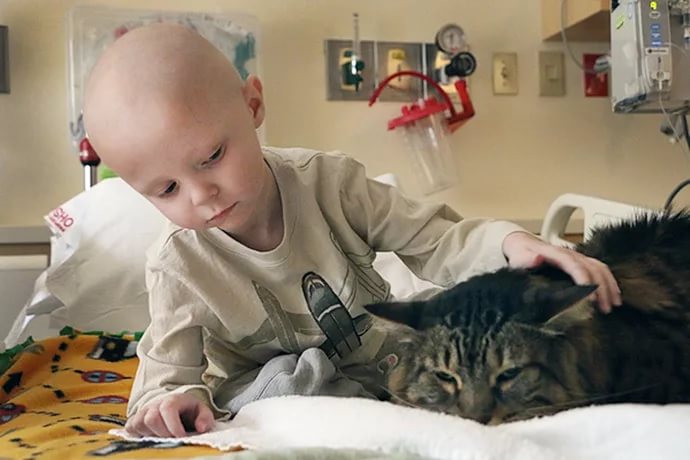 Удаление когтей у кошки