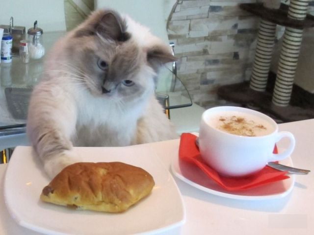 Кошка породы рэгдолл