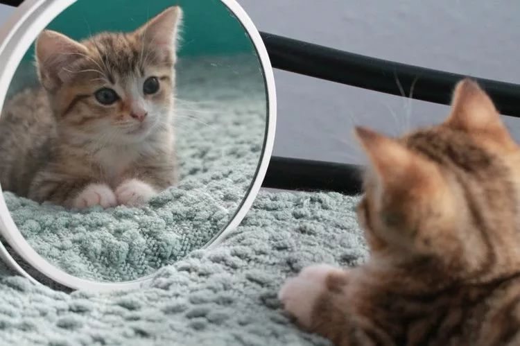 Как видят кошки