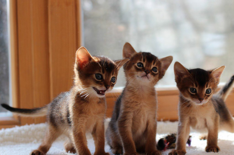 Абиссинская кошка