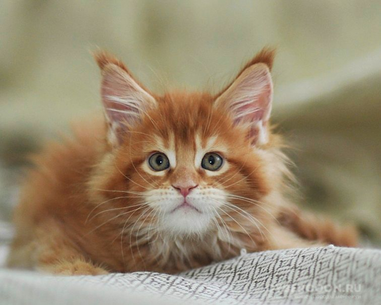 Кошка Мейн-кун