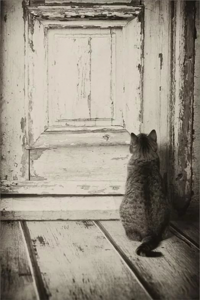 Как видят кошки