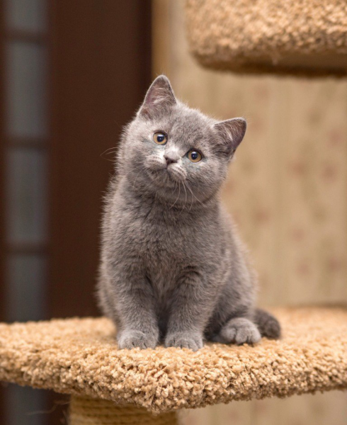 Британская порода кошек