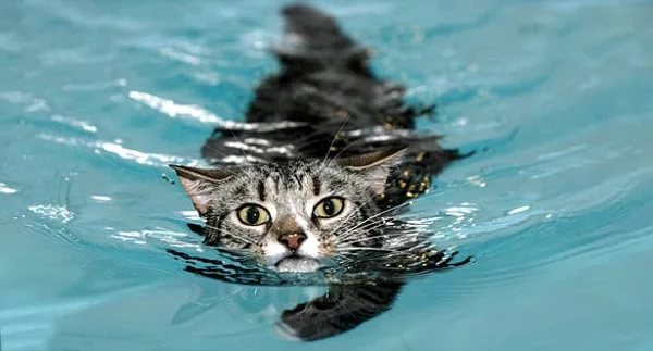 Как часто мыть кошку