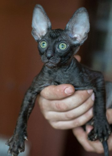 Кошка корниш рекс