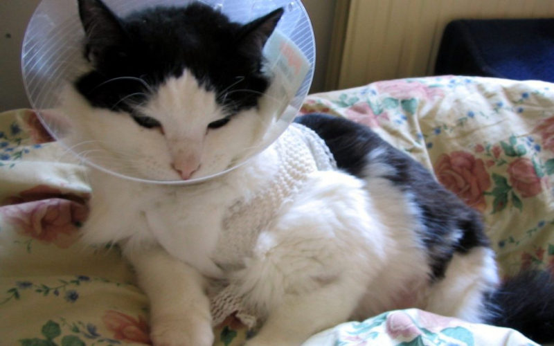 Воротник для кошек