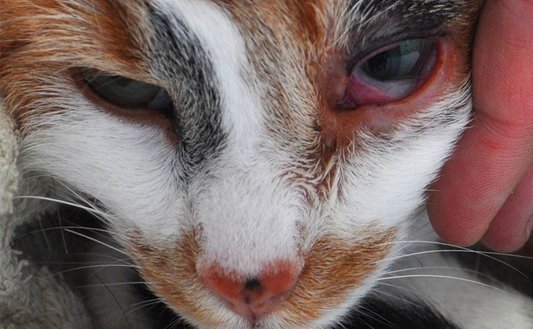 Токсоплазмоз у кошек