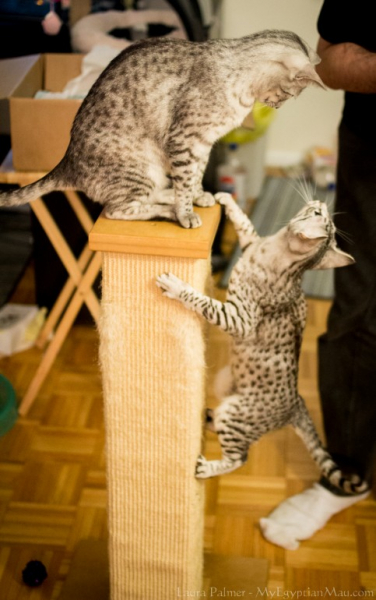 Египетская мау