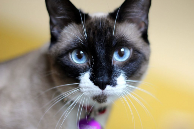 Кошка сноу-шу