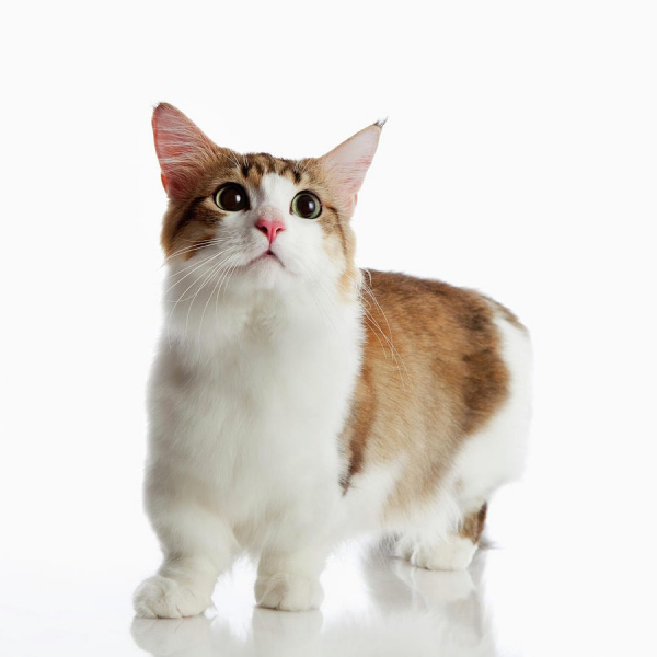 Манчкин &ndash; кошка с короткими лапами