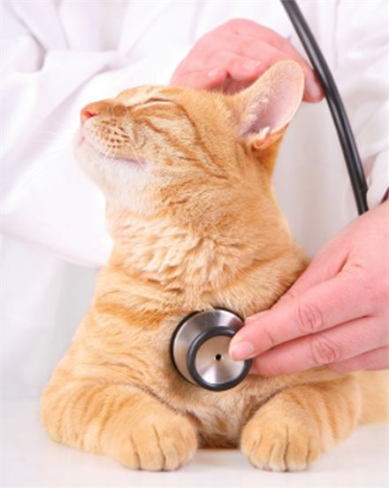 У кошки лезет шерсть