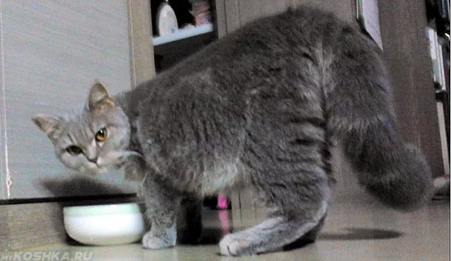 Перитонит у кошек