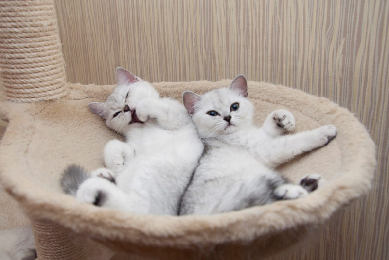 Британская шиншилла