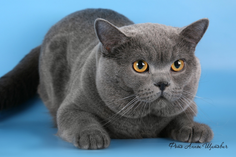 Породы кошек с фотографиями