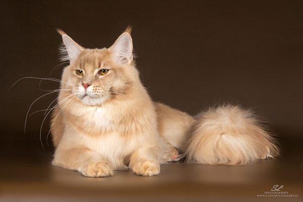 Кошка Мейн-кун