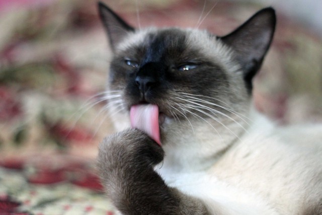 Сиамская кошка