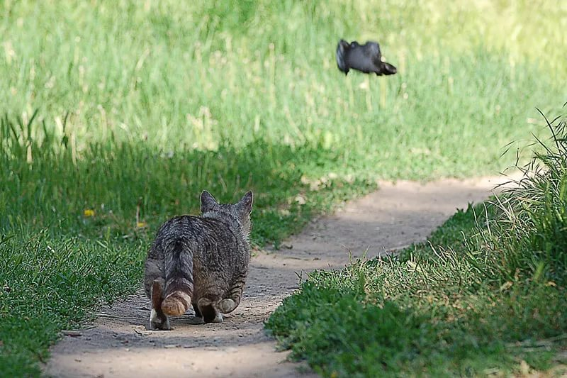 Как видят кошки