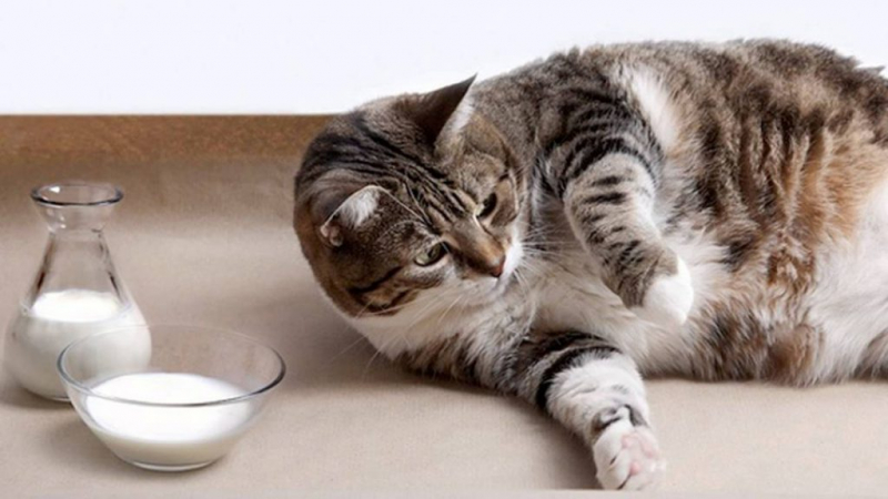 Мочекаменная болезнь у кошек