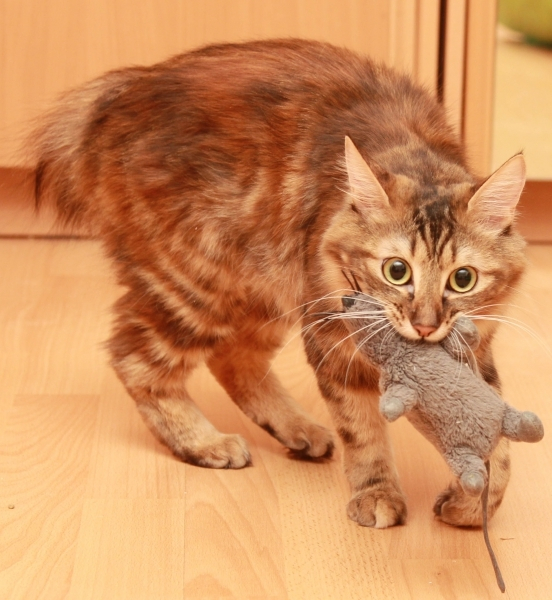 Беременность у кошек