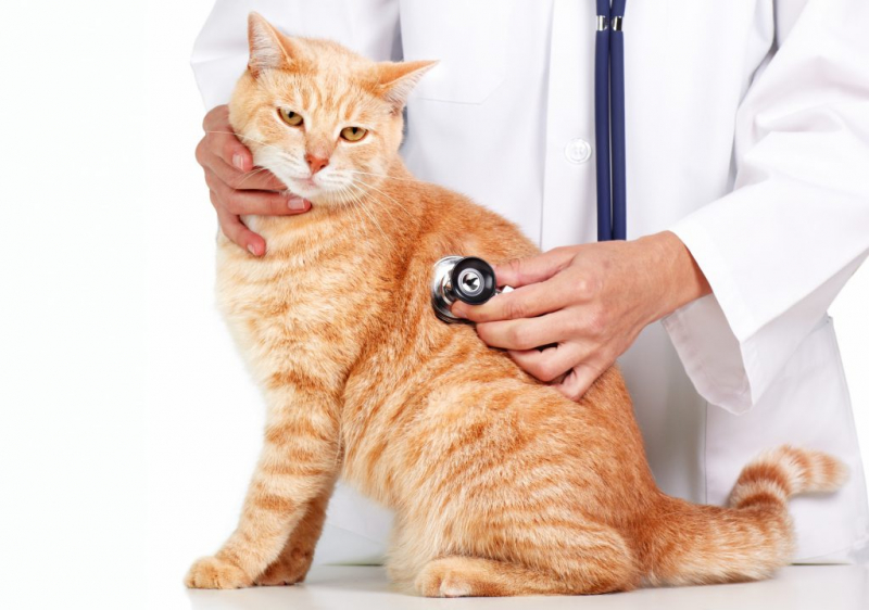 Дерматит у кошки