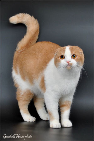 Шотландская вислоухая кошка