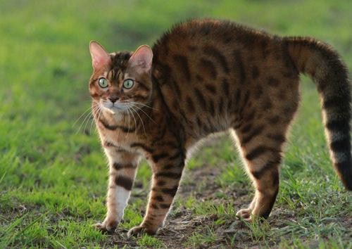 Грибок у кошек