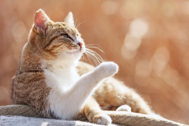 Грибок у кошек