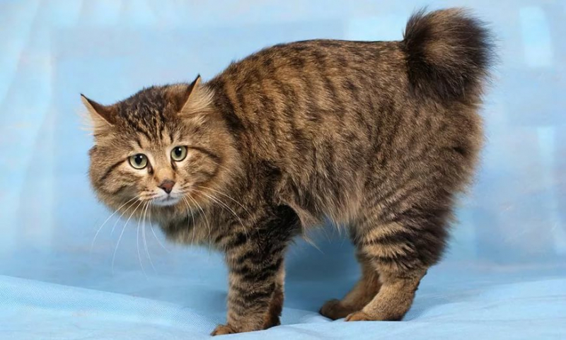 Кошки без хвоста